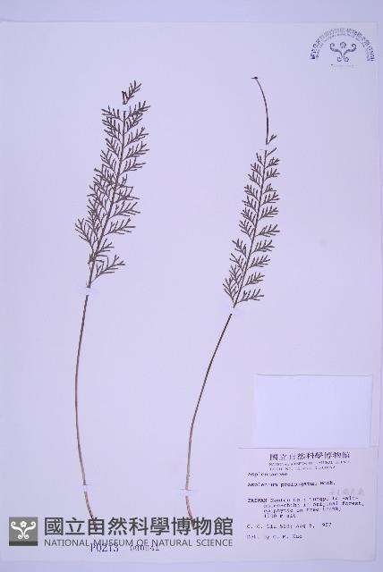 長生鐵角蕨藏品圖，第1張