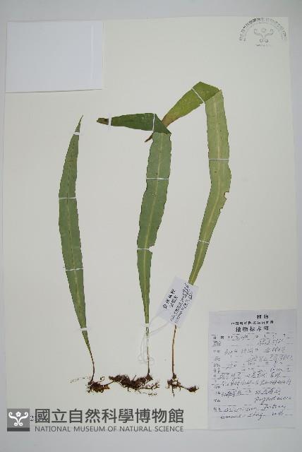 大星蕨藏品圖，第1張