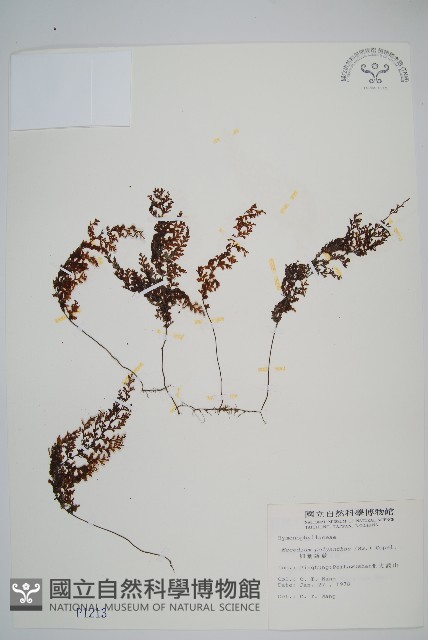 細葉蕗蕨藏品圖，第1張