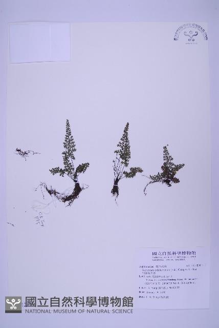 細葉鐵角蕨藏品圖，第1張