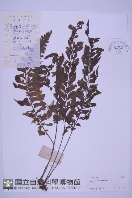 綠柄剪葉鐵角蕨藏品圖，第1張