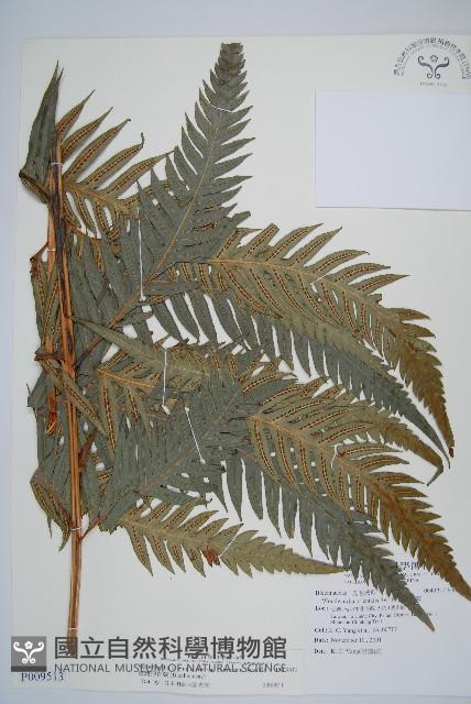 臺灣狗脊蕨藏品圖，第1張