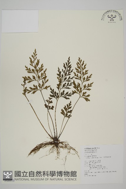 大蓬萊鐵角蕨藏品圖，第1張