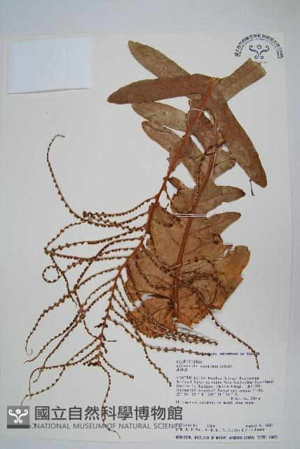 連珠蕨藏品圖，第1張