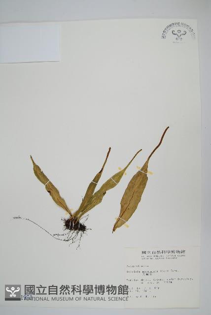 尖嘴蕨藏品圖，第1張