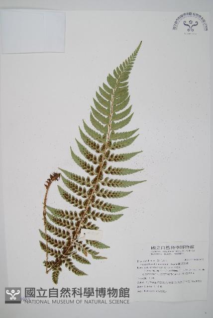 鐮葉耳蕨藏品圖，第1張