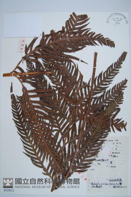 東方狗脊蕨藏品圖，第1張