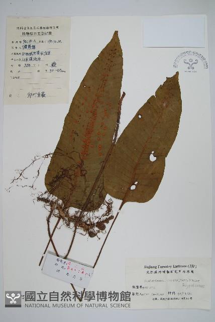 盾蕨藏品圖，第1張