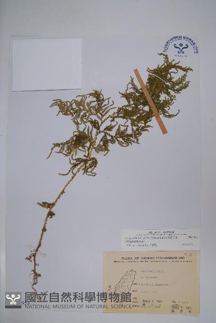 全緣卷柏藏品圖，第1張