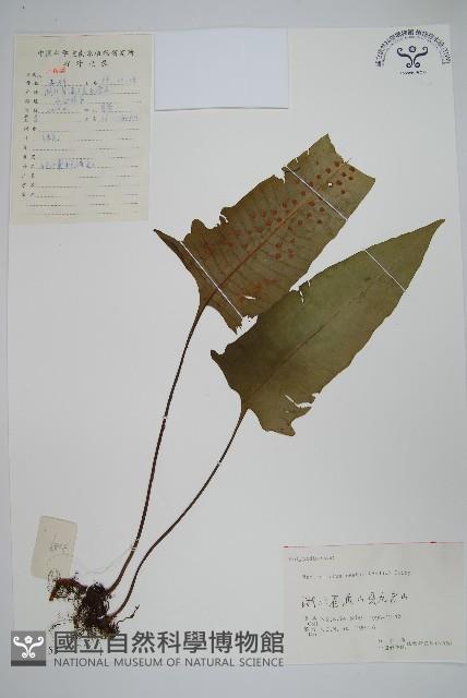 盾蕨藏品圖，第1張