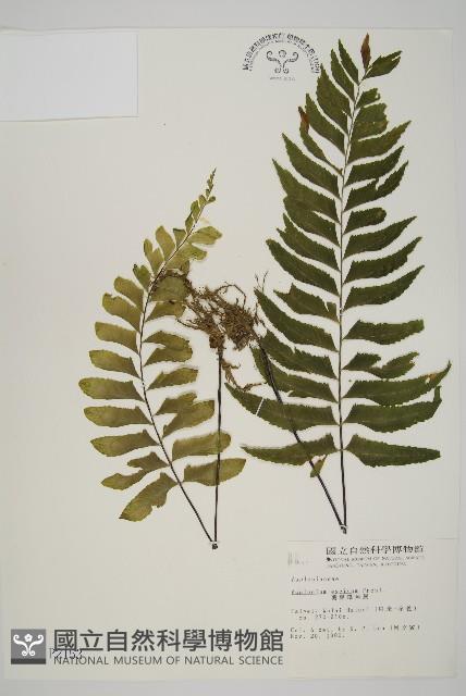 剪葉鐵角蕨藏品圖，第1張