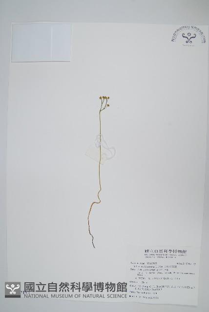 分枝莎草蕨藏品圖，第1張