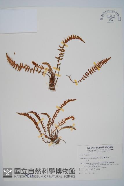 岩蕨藏品圖，第1張