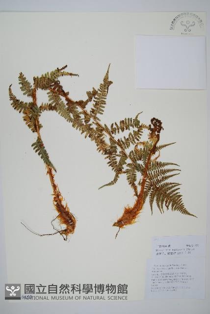 亞二型鱗毛蕨藏品圖，第1張