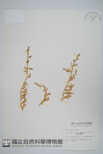 疏葉卷柏藏品圖，第1張