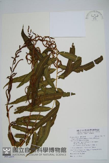 華中瘤足蕨藏品圖，第1張