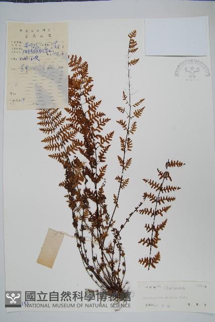 細葉碎米蕨藏品圖，第1張