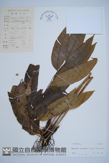 細柄雙蓋蕨藏品圖，第1張