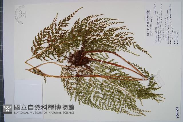 闊片烏蕨藏品圖，第1張