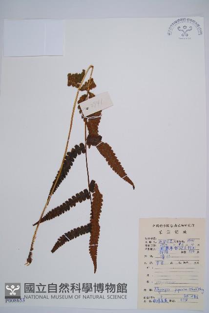 假蹄蓋蕨藏品圖，第1張