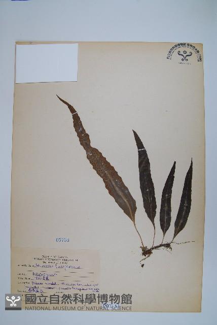 波氏星蕨藏品圖，第1張