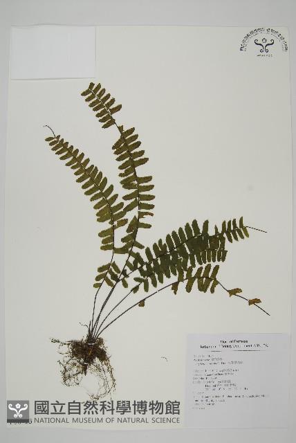 生芽鐵角蕨藏品圖，第1張