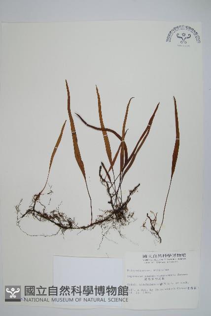 擬烏蘇里瓦葦藏品圖，第1張