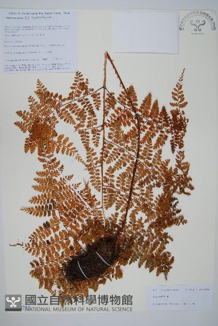 登錄號:P010753藏品圖，第1張