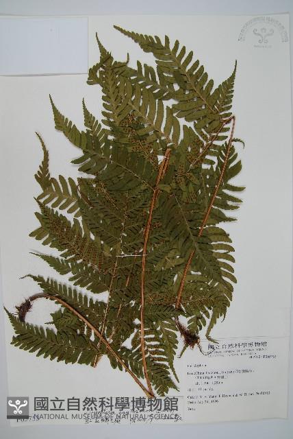 紅蓋鱗毛蕨藏品圖，第1張