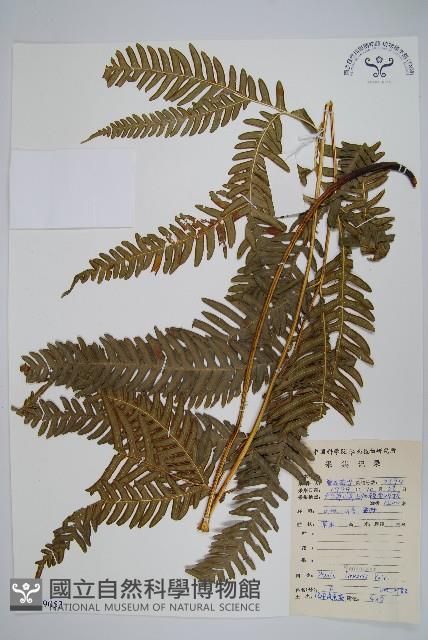 三角脈鳳尾蕨藏品圖，第1張