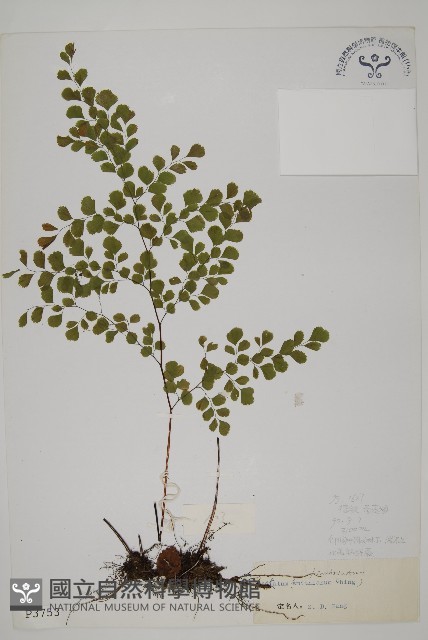 長蓋鐵線蕨藏品圖，第1張