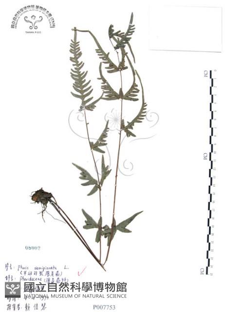 半邊羽裂鳳尾蕨藏品圖，第1張