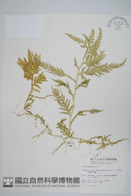 全緣卷柏藏品圖，第1張