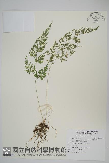 日本金粉蕨藏品圖，第1張