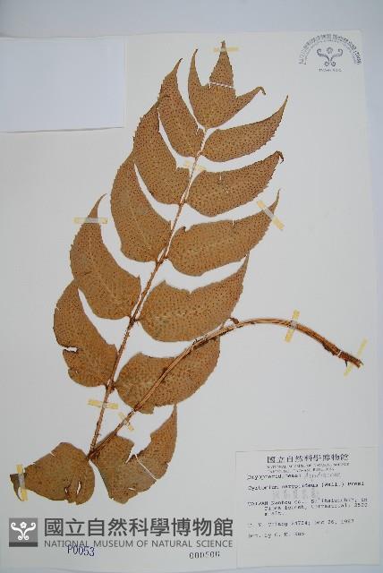 細齒貫眾蕨藏品圖，第1張