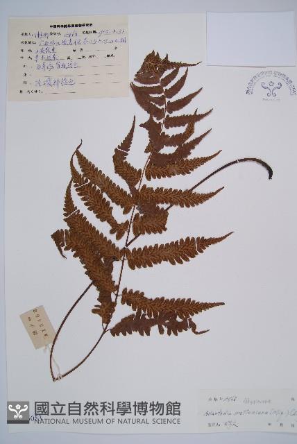 江南短腸蕨藏品圖，第1張