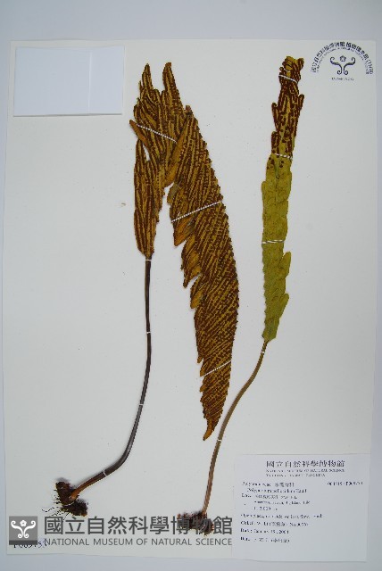 登錄號:P009753藏品圖，第1張
