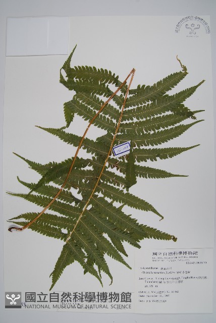 密毛毛蕨藏品圖，第1張