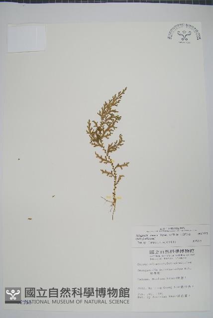 玉山卷柏藏品圖，第1張