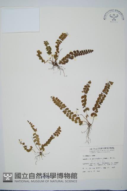 圓葉陵齒蕨藏品圖，第1張