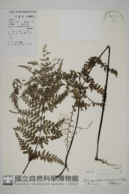 粉葉蕨藏品圖，第1張