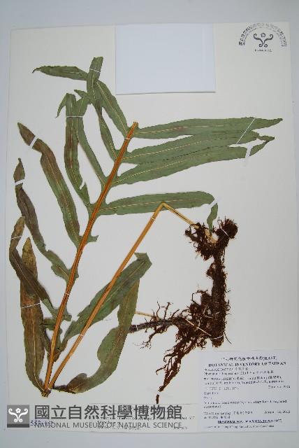 長葉星蕨藏品圖，第1張