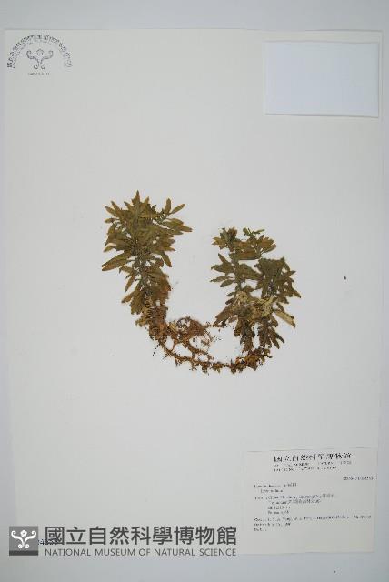 長柄千層塔藏品圖，第1張
