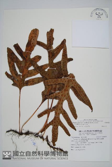 海岸星蕨藏品圖，第1張