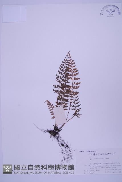 華中鐵角蕨藏品圖，第1張