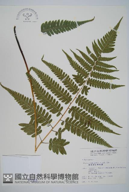 廣葉深山雙蓋蕨藏品圖，第1張