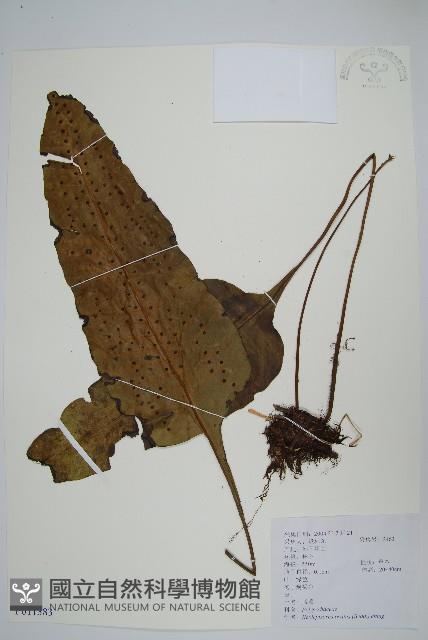 盾蕨藏品圖，第1張