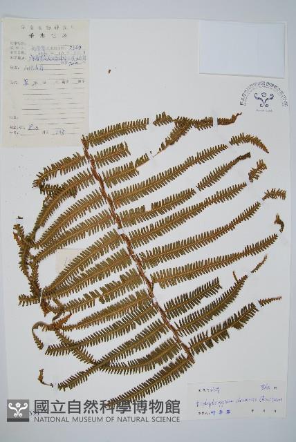 中華裡白藏品圖，第1張