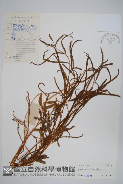 箭葉鳳尾蕨藏品圖，第1張