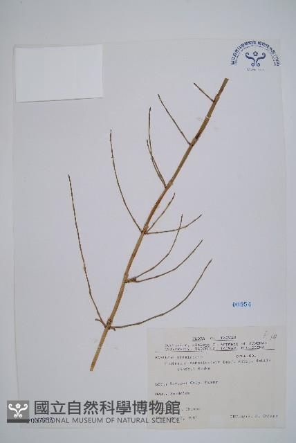 臺灣木賊藏品圖，第1張